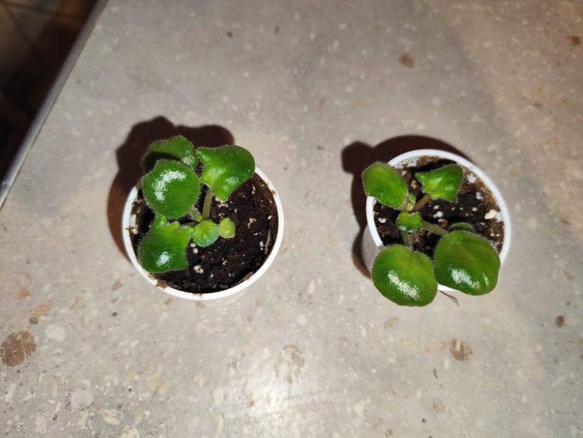  - 0 PUI SI FRUNZE INRADACINATE VIOLETE DE COLECTIE 22 OCTOMBRIE