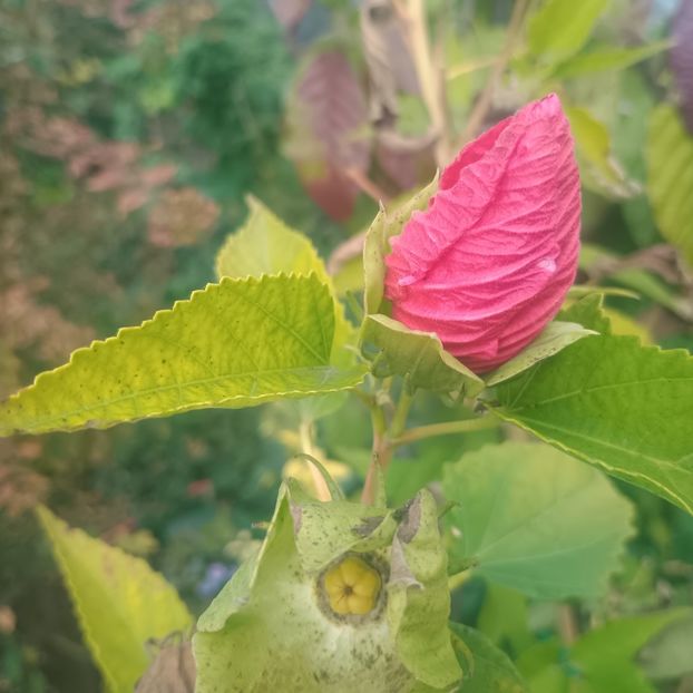  - Gradina flori 2025