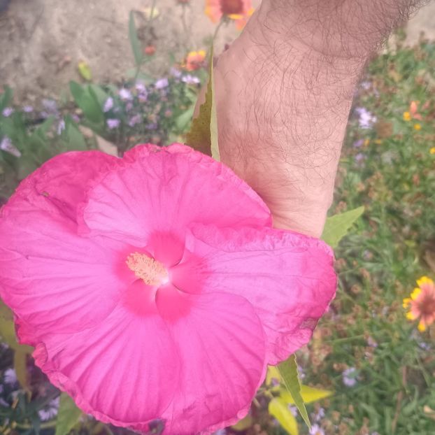  - Gradina flori 2025