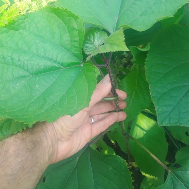  - Gradina flori 2025