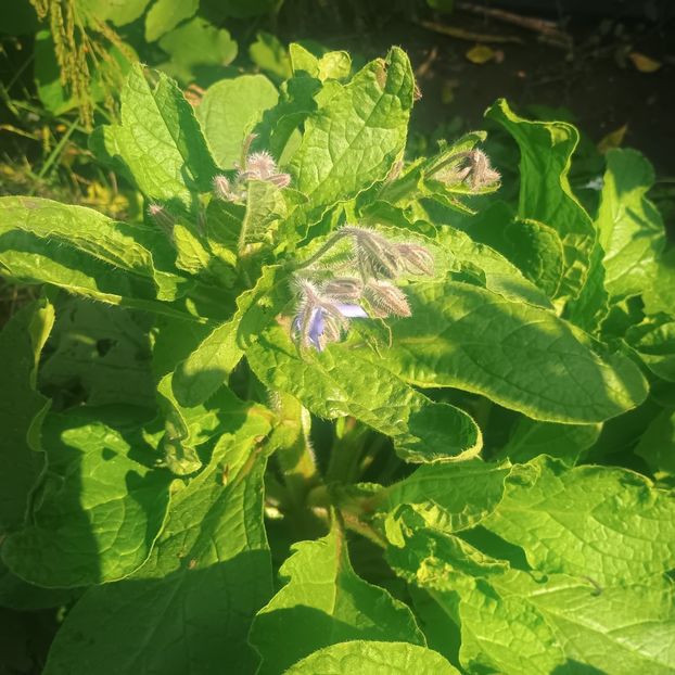  - Gradina flori 2025