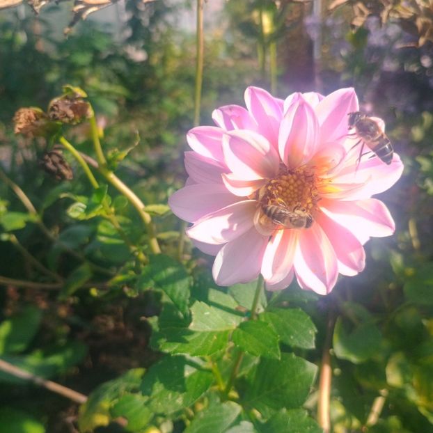  - Gradina flori 2025