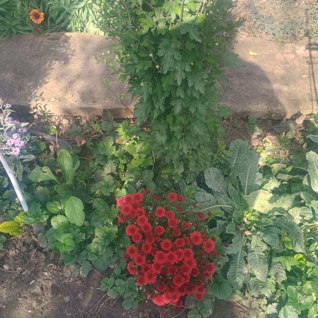  - Gradina flori 2025