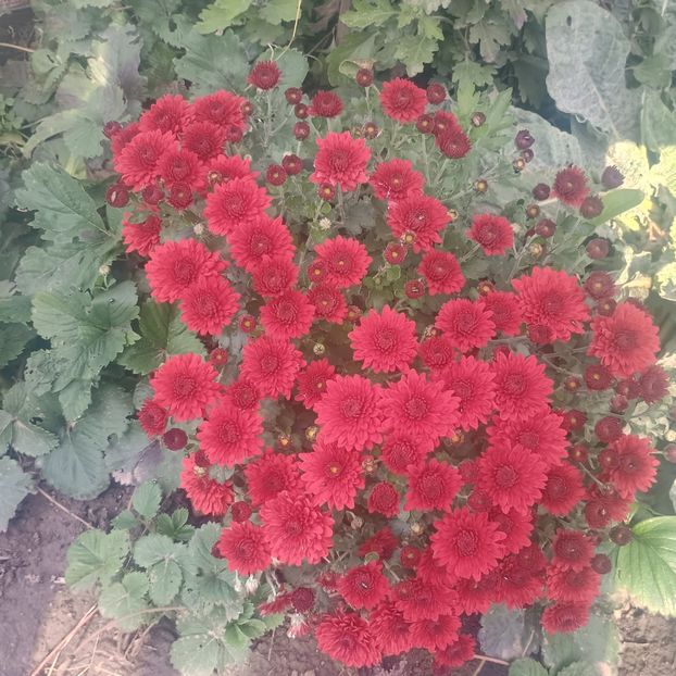  - Gradina flori 2025