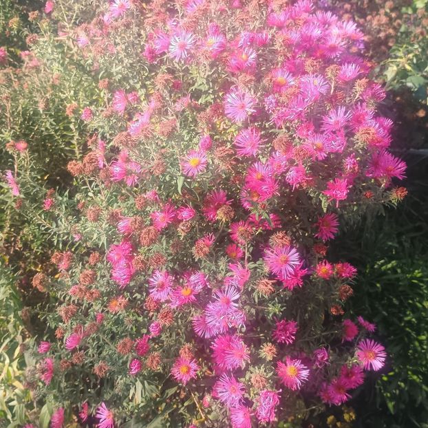  - Gradina flori 2025