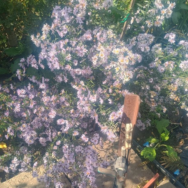 aster mov deschis - Gradina flori 2025