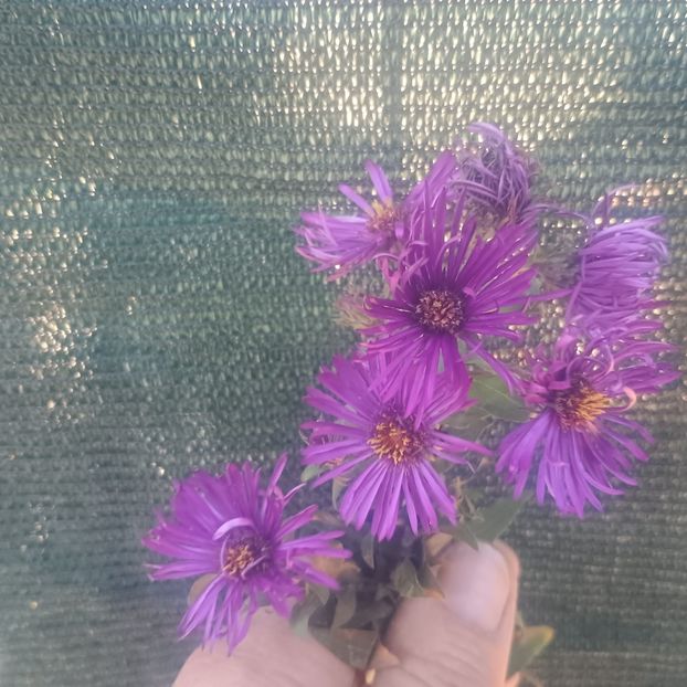 aster Purple Dome - Gradina flori 2025