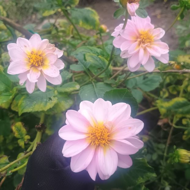 7ceb8da3-1f36-4b67-9f25-e8b9d7a67bb2-1_all_84040 - Gradina flori 2025