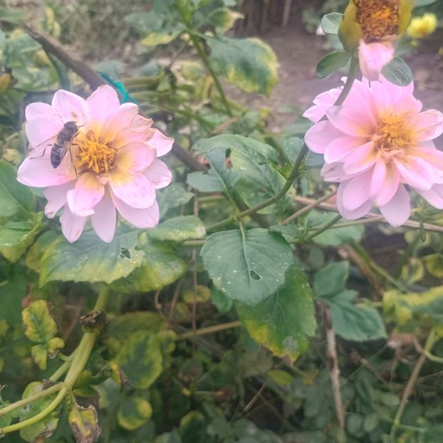 7ceb8da3-1f36-4b67-9f25-e8b9d7a67bb2-1_all_84039 - Gradina flori 2025