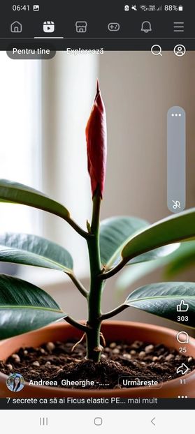 Screenshot_20251022_064149_Facebook - 7 secrete ca sa ai un ficus elastic perfect - florarii spun asta