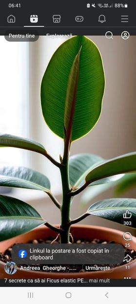 Screenshot_20251022_064144_Facebook - 7 secrete ca sa ai un ficus elastic perfect - florarii spun asta