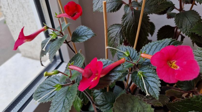  - Rf s Games of Thrones p