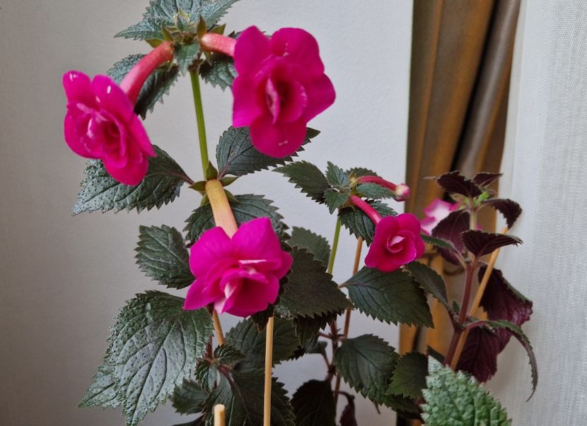  - Rfs Marichuy Cabrales p