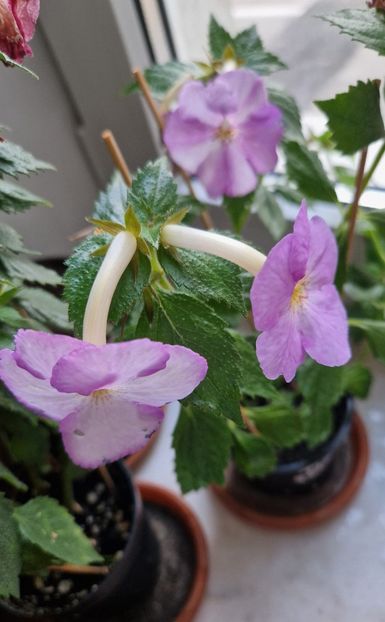  - Humberto Vittorino xA p