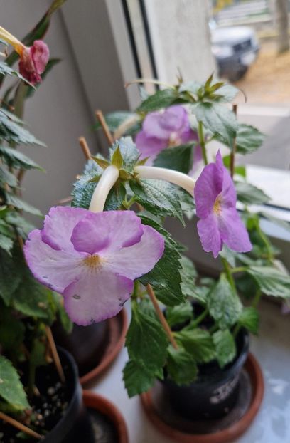  - Humberto Vittorino xA p