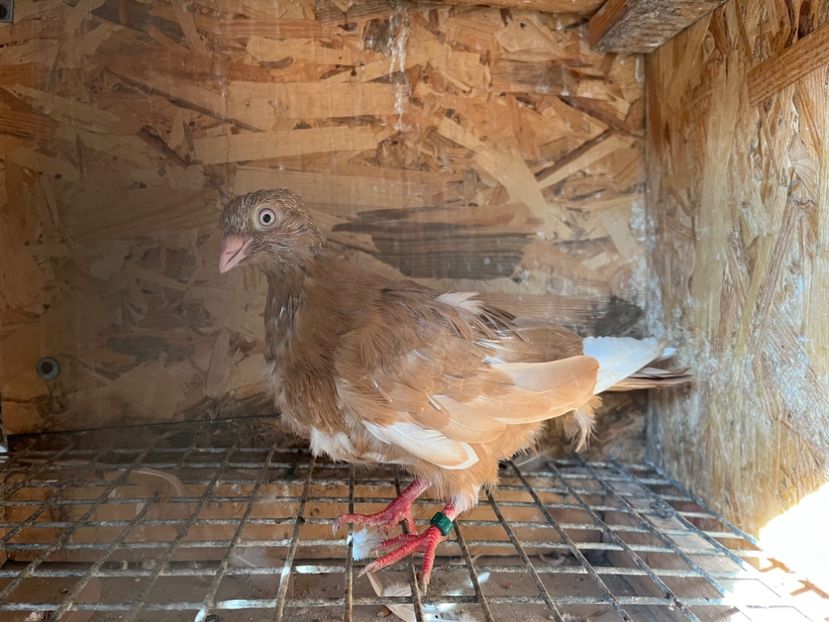 1798/25 - 8-lot zbor 2025