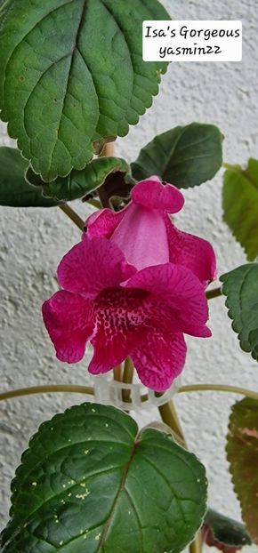 22.10.2025 - Sinningia 2o25