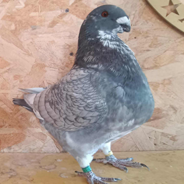 M- 2025 No. - AMERICAN GiANT HOMER MATCA