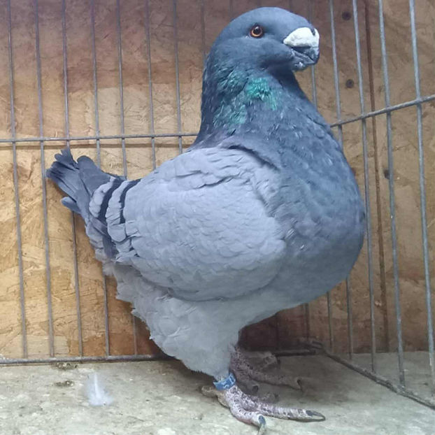 M- 2024 No. - AMERICAN GiANT HOMER MATCA