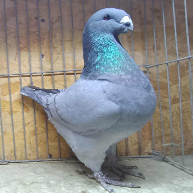 M- 2025 No. - AMERICAN GiANT HOMER MATCA