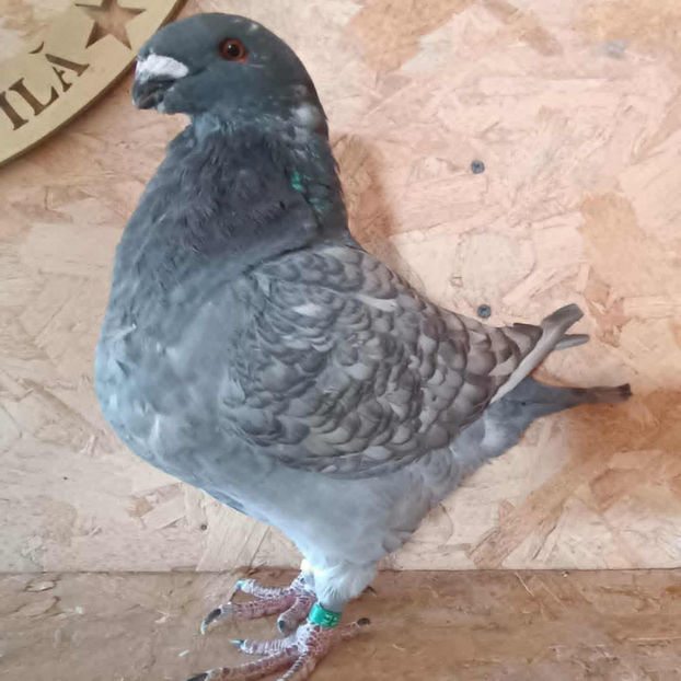 F-2025 No. - AMERICAN GiANT HOMER MATCA