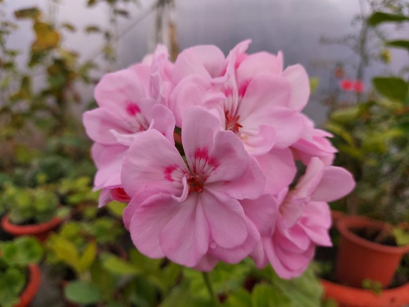 Queen of Hearts - A-Muscate 2025