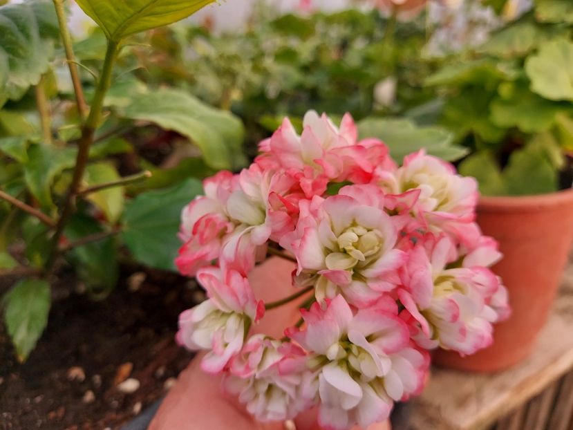 April Snow - A-Muscate 2025