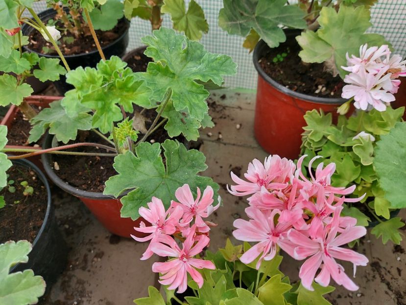 Rushmoor Golden Ruffles - A-Muscate 2025