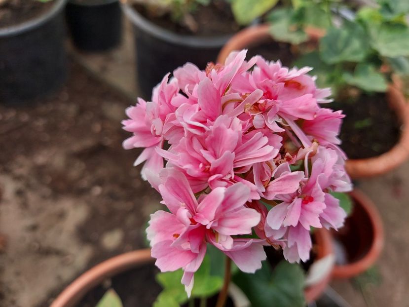 Rushmoor Rhapsody - A-Muscate 2025