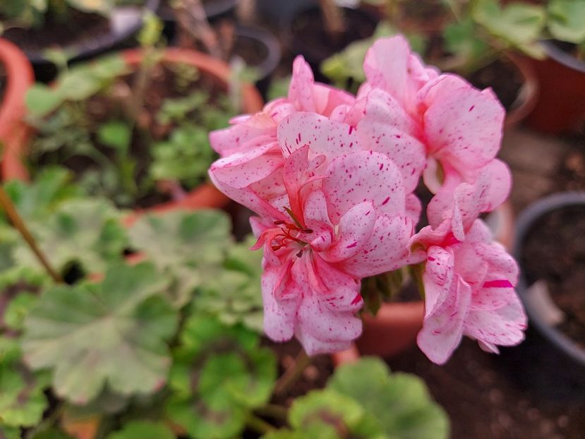 Dylan Cherone - A-Muscate 2025