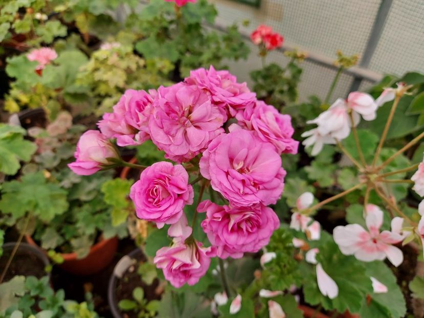 Merleson 2 - A-Muscate 2025