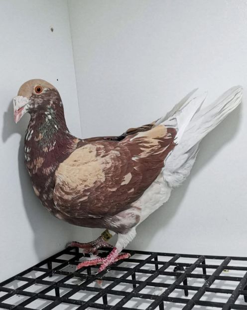  - Nu îmi aparțin 11