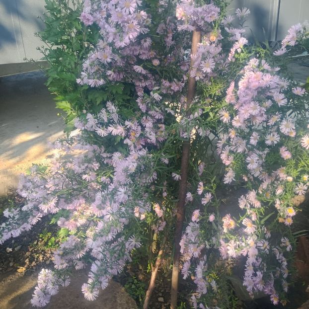 aster roz deschis - Gradina flori 2025