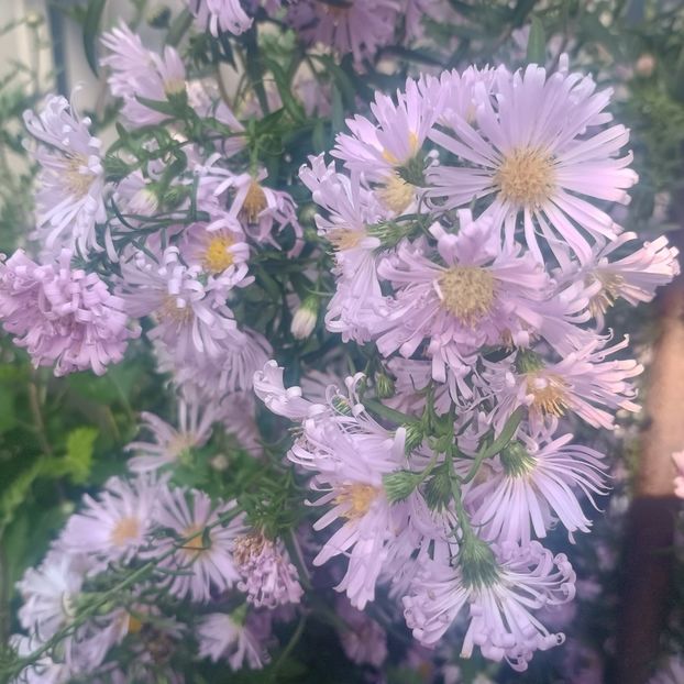 Aster alpinus Happy End - Gradina flori 2025