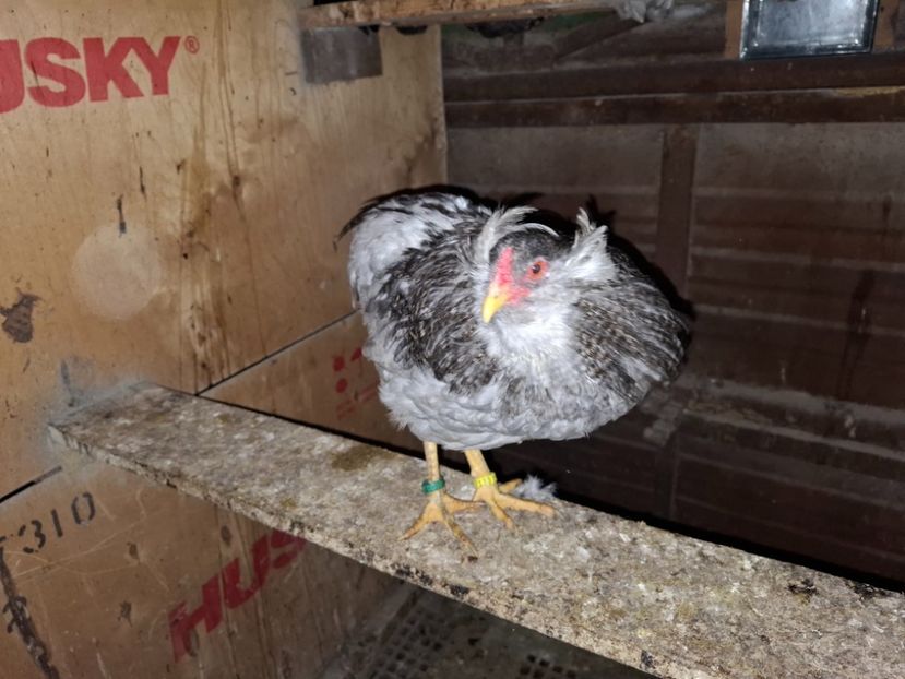  - Gaini Araucana Albastru