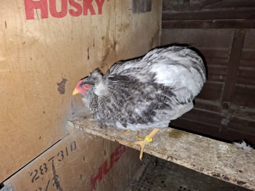  - Gaini Araucana Albastru