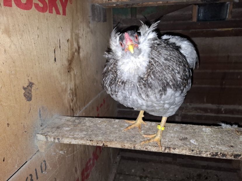  - Gaini Araucana Albastru