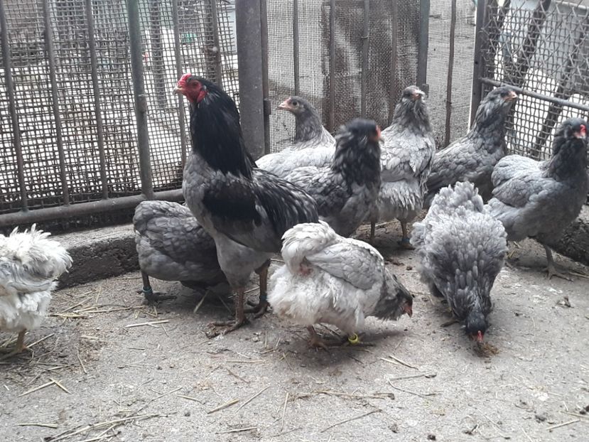  - Gaini Araucana Albastru