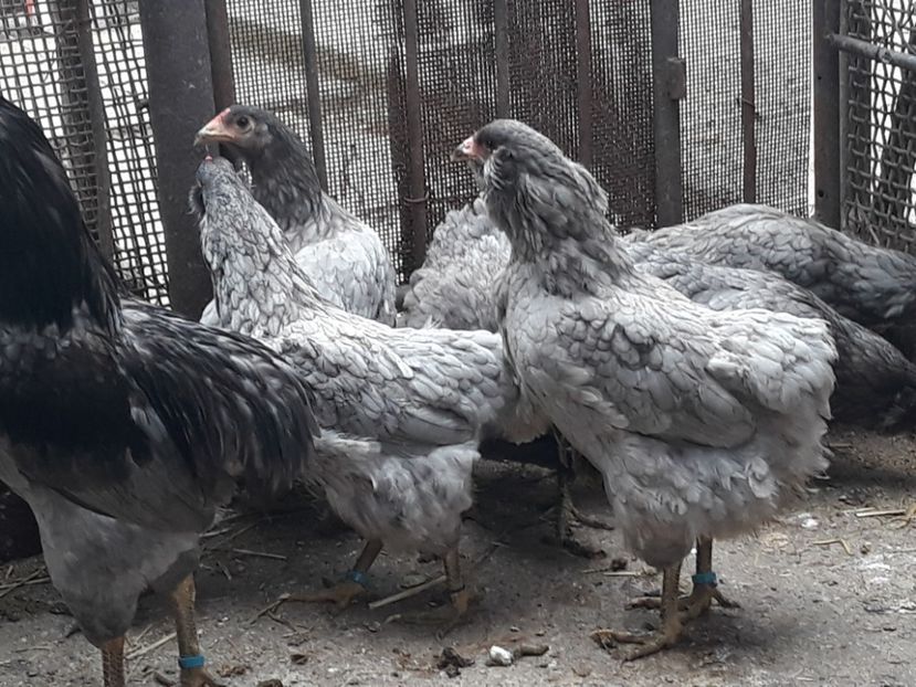 - Gaini Araucana Albastru