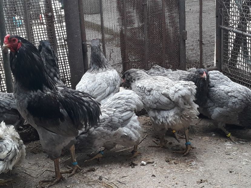  - Gaini Araucana Albastru