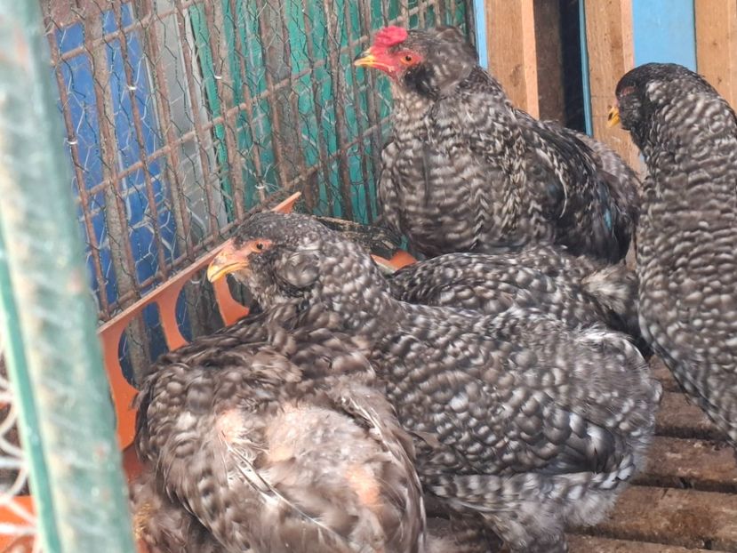  - Gaini araucana barrat