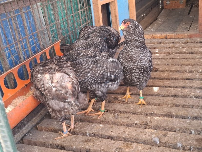  - Gaini araucana barrat