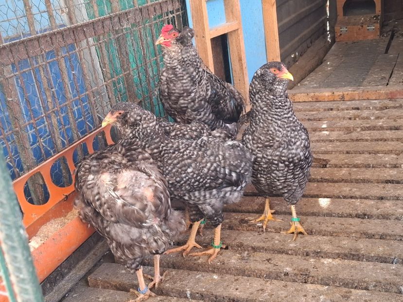  - Gaini araucana barrat