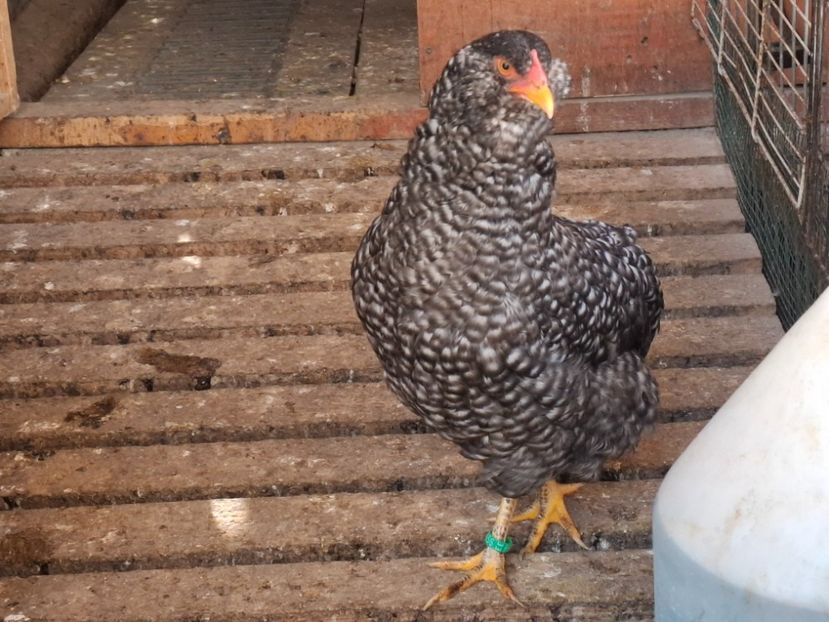  - Gaini araucana barrat