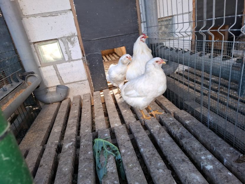  - Găini Araucana Alb
