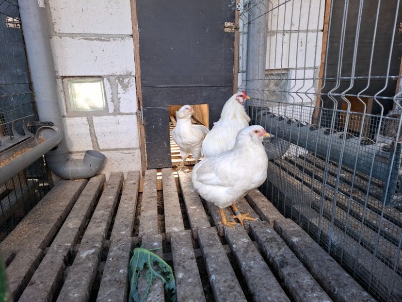  - Găini Araucana Alb