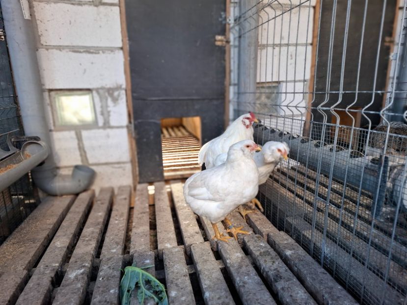  - Găini Araucana Alb