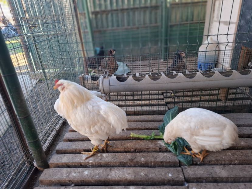 - Găini Araucana Alb