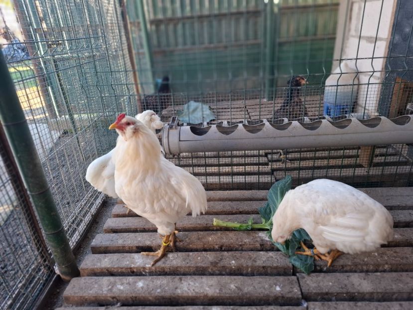  - Găini Araucana Alb
