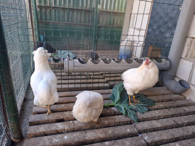  - Găini Araucana Alb